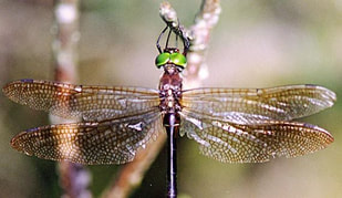 Hines Emerald Dragonfly up close